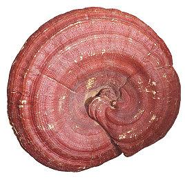 粉丝自制虚幻5引擎《半条命2》重制版演示